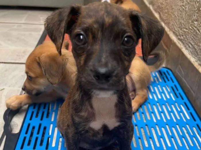 Cachorro raça SRD  idade Abaixo de 2 meses nome Sem Nome