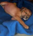 Cachorro raça SRD  idade Abaixo de 2 meses nome Sem Nome