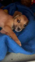 Cachorro raça SRD  idade Abaixo de 2 meses nome Sem Nome