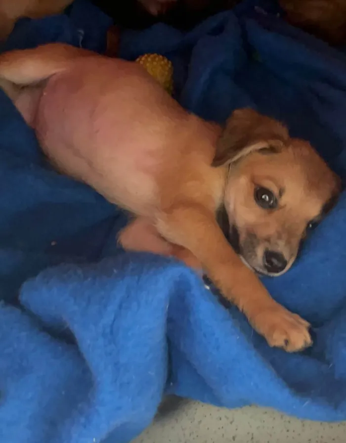 Cachorro raça SRD  idade Abaixo de 2 meses nome Sem Nome