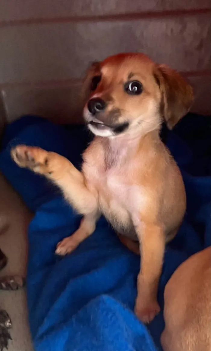 Cachorro raça SRD  idade Abaixo de 2 meses nome Sem Nome