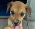 Cachorro raça SRD  idade Abaixo de 2 meses nome Sem Nome