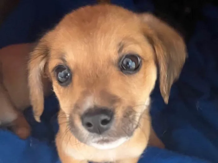 Cachorro raça SRD  idade Abaixo de 2 meses nome Sem Nome