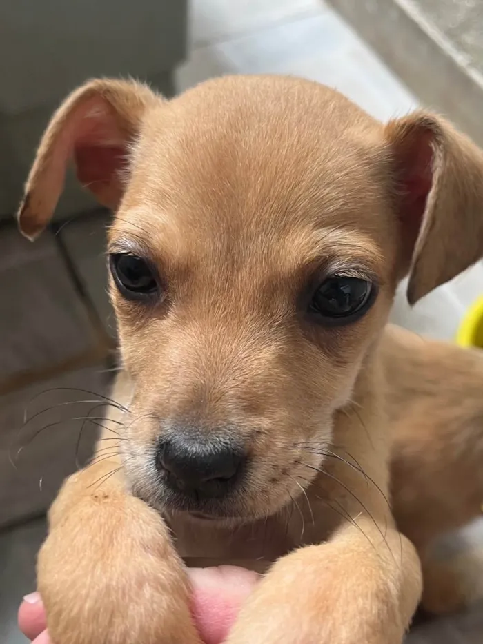 Cachorro raça SRD  idade Abaixo de 2 meses nome Sem Nome