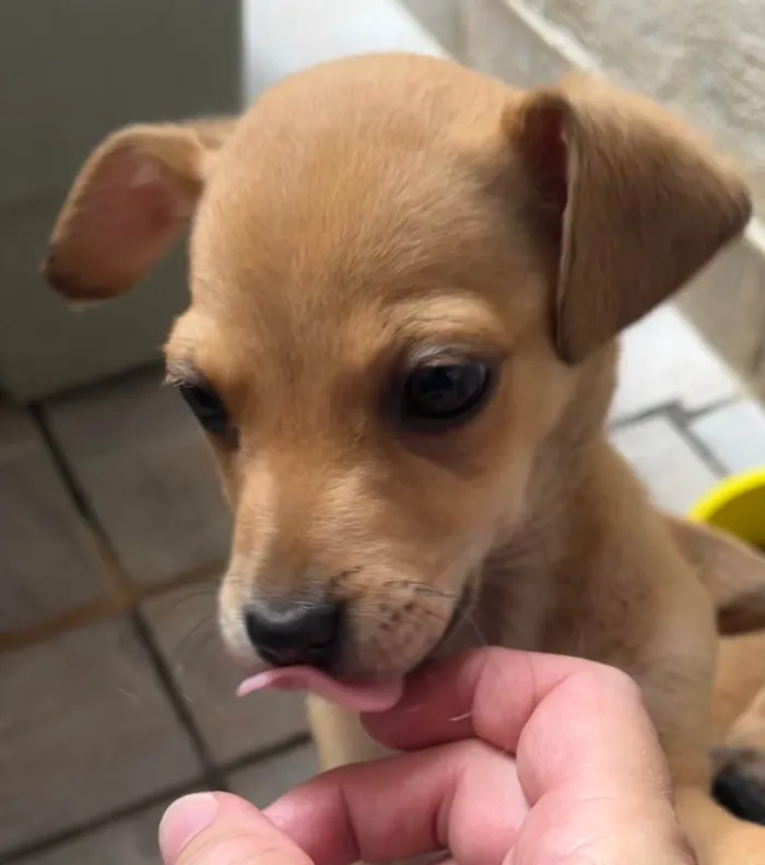 Cachorro raça SRD  idade Abaixo de 2 meses nome Sem Nome