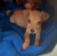 Cachorro raça SRD  idade Abaixo de 2 meses nome Sem Nome