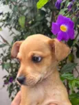 Cachorro raça SRD  idade Abaixo de 2 meses nome Sem Nome