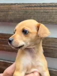 Cachorro raça SRD  idade Abaixo de 2 meses nome Sem Nome