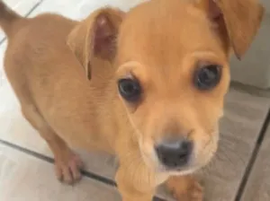 Cachorro raça SRD  idade Abaixo de 2 meses nome Sem Nome