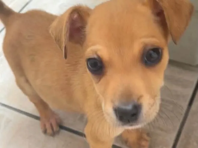 Cachorro raça SRD  idade Abaixo de 2 meses nome Sem Nome