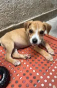 Cachorro raça SRD  idade Abaixo de 2 meses nome Sem Nome
