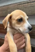 Cachorro raça SRD  idade Abaixo de 2 meses nome Sem Nome