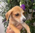 Cachorro raça SRD  idade Abaixo de 2 meses nome Sem Nome