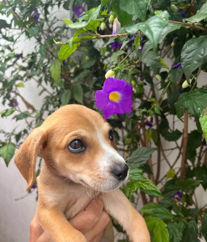 Cachorro raça SRD  idade Abaixo de 2 meses nome Sem Nome