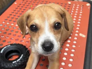 Cachorro raça SRD  idade Abaixo de 2 meses nome Sem Nome