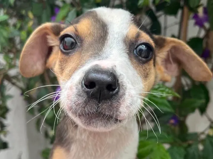 Cachorro raça SRD  idade 2 a 6 meses nome Sem Nome
