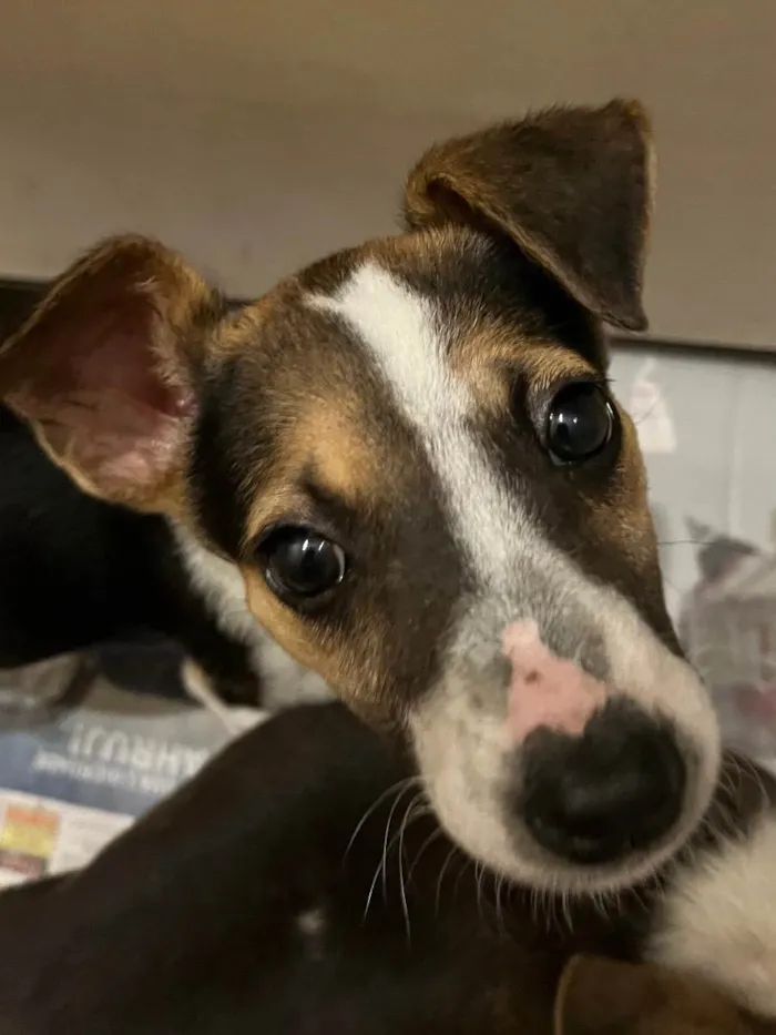 Cachorro raça SRD  idade 2 a 6 meses nome Sem Nome