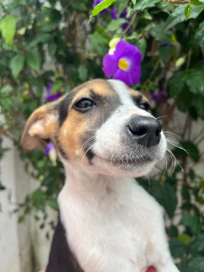 Cachorro raça SRD  idade 2 a 6 meses nome Sem Nome