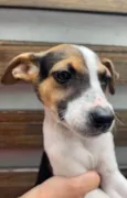 Cachorro raça SRD  idade 2 a 6 meses nome Sem Nome