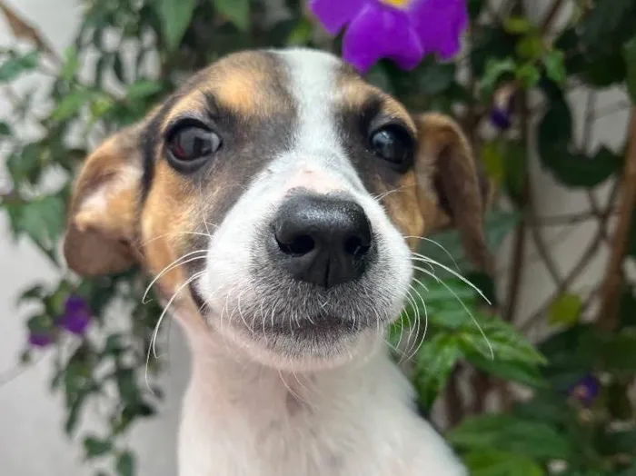 Cachorro raça SRD  idade 2 a 6 meses nome Sem Nome