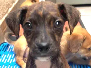 Cachorro raça SRD  idade Abaixo de 2 meses nome Sem Nome