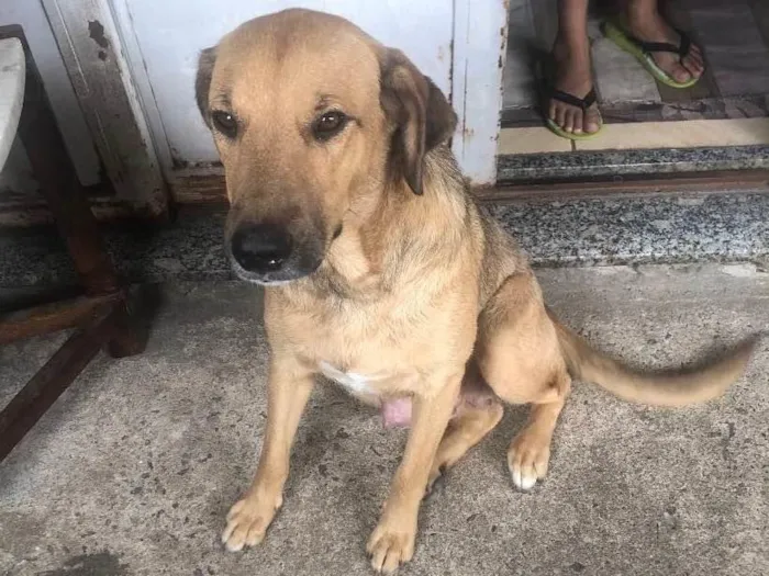 Cachorro ra a Indefinida  idade 1 ano nome Menina 