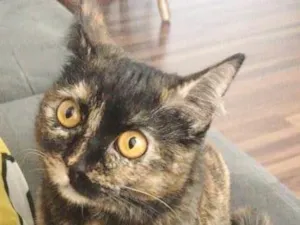 Gato raça SRD idade 7 a 11 meses nome ANGELINA