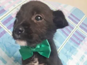 Cachorro raça SRD idade 2 a 6 meses nome TOBY