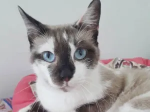 Gato raça SRD idade 1 ano nome PANDORA