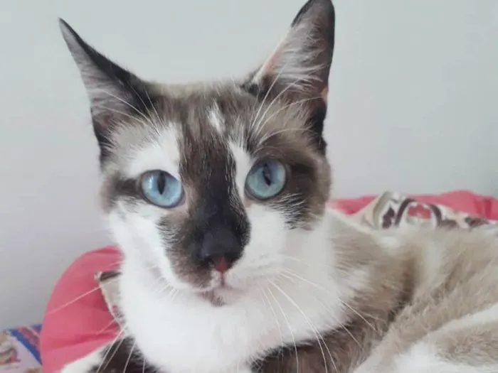 Gato raça SRD idade 1 ano nome PANDORA