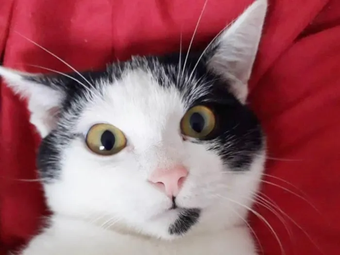 Gato raça SRD idade 2 a 6 meses nome FELÍCIA