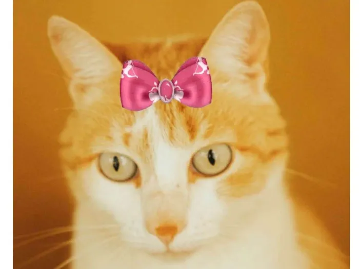 Gato ra a Mestiça  idade 1 ano nome Sury 
