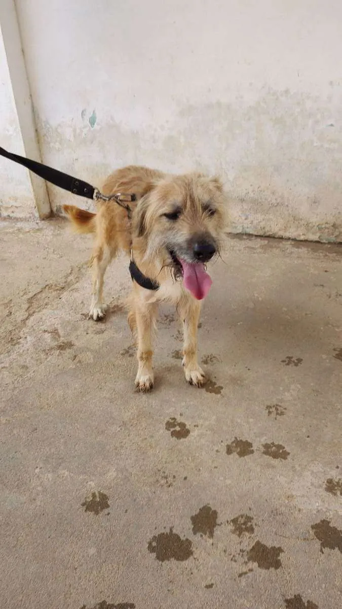Cachorro raça Indefinida idade 2 anos nome Pig