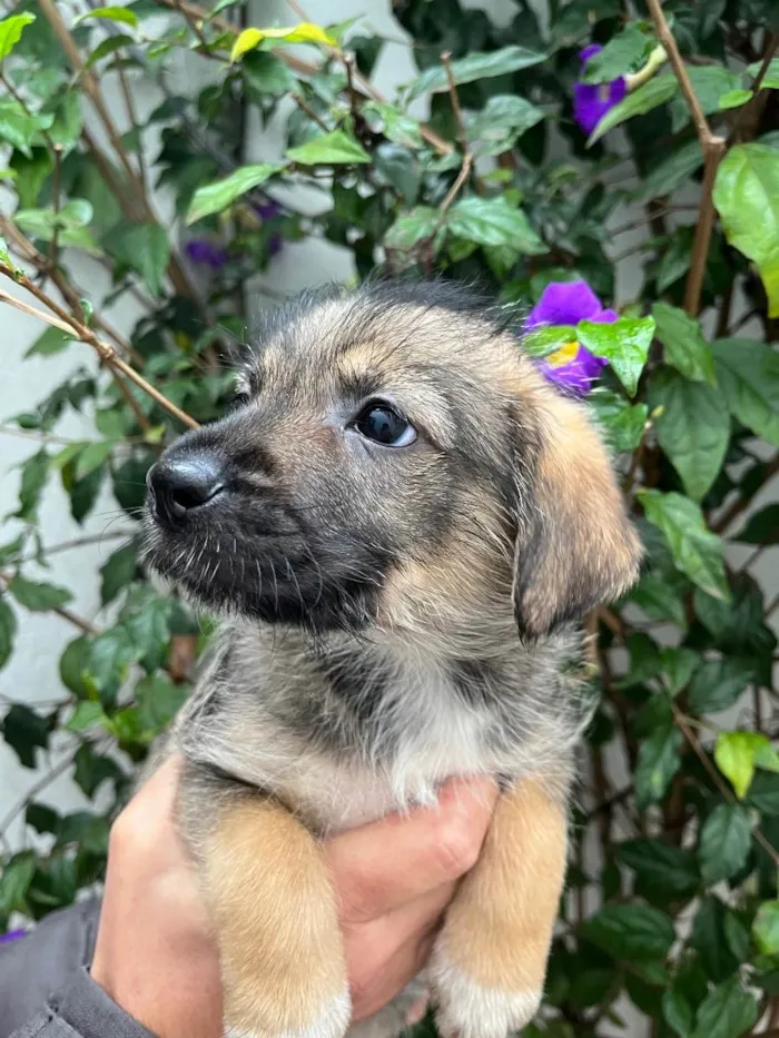 Cachorro raça SRD  idade 2 a 6 meses nome Sem Nome
