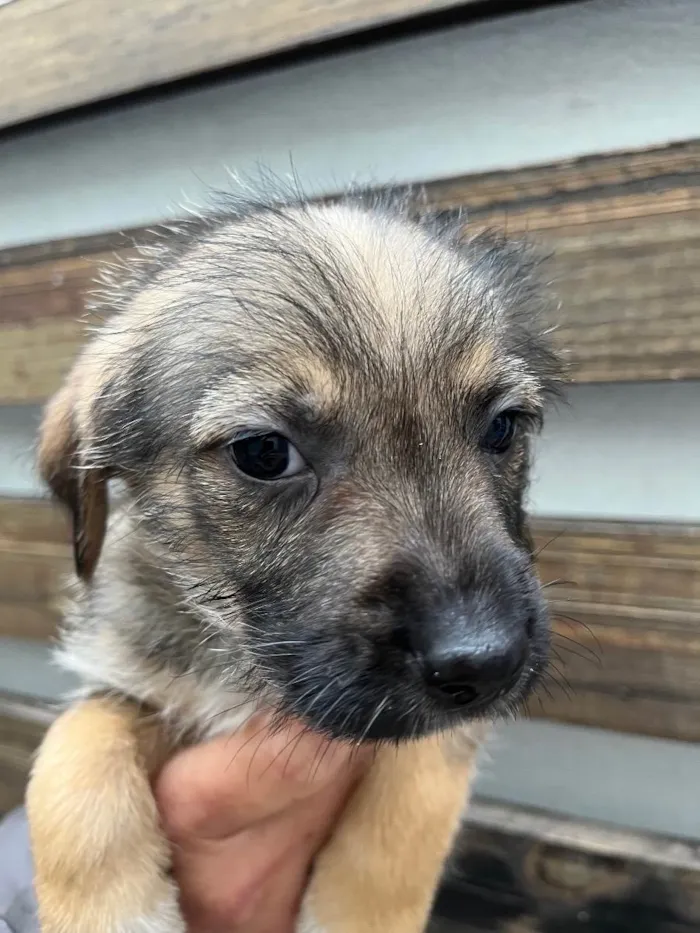 Cachorro raça SRD  idade 2 a 6 meses nome Sem Nome