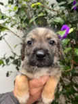Cachorro raça SRD  idade 2 a 6 meses nome Sem Nome