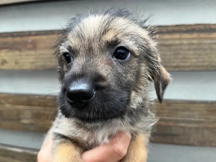 Cachorro raça SRD  idade 2 a 6 meses nome Sem Nome