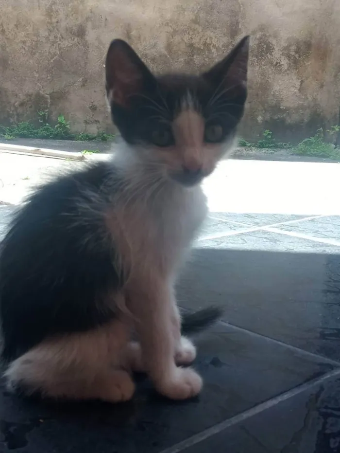 Gato raça não sei  idade 2 a 6 meses nome Nina