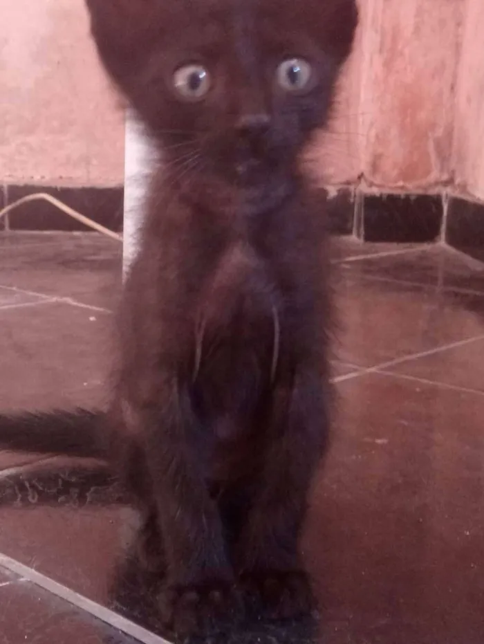 Gato raça não sei  idade 2 a 6 meses nome Café