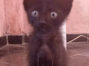 Gato raça não sei  idade 2 a 6 meses nome Café