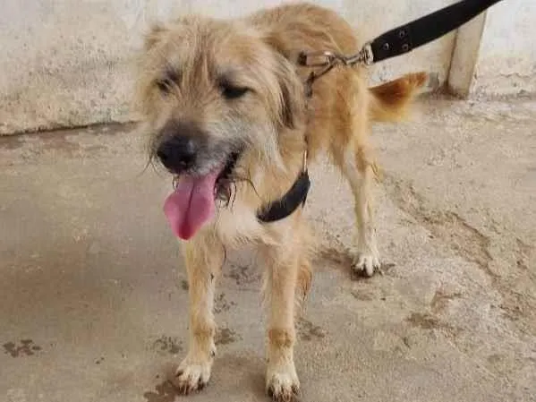 Cachorro raça Indefinida idade 2 anos nome Pig