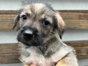 Cachorro raça SRD  idade 2 a 6 meses nome Sem Nome