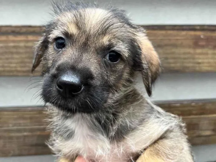 Cachorro raça SRD  idade 2 a 6 meses nome Sem Nome