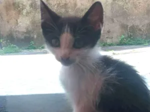 Gato raça não sei  idade 2 a 6 meses nome Nina