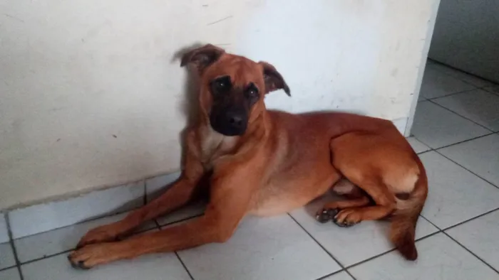 Cachorro ra a Pastor belga malinois idade 2 anos nome Bruce Wayne 