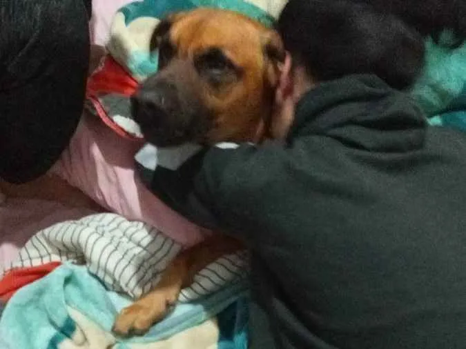 Cachorro ra a Pastor belga malinois idade 2 anos nome Bruce Wayne 