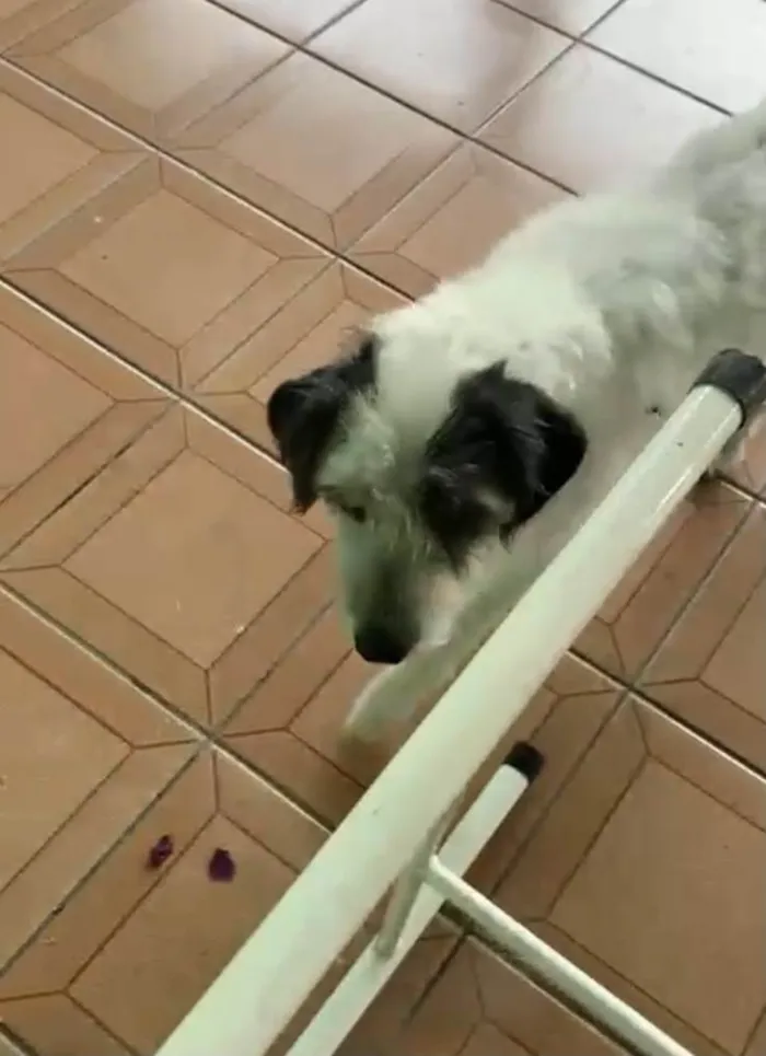 Cachorro raça Srd idade 3 anos nome URGENTE Marley