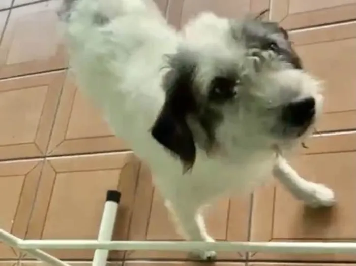 Cachorro raça Srd idade 3 anos nome URGENTE Marley