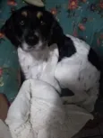 Buddy