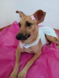 Frida